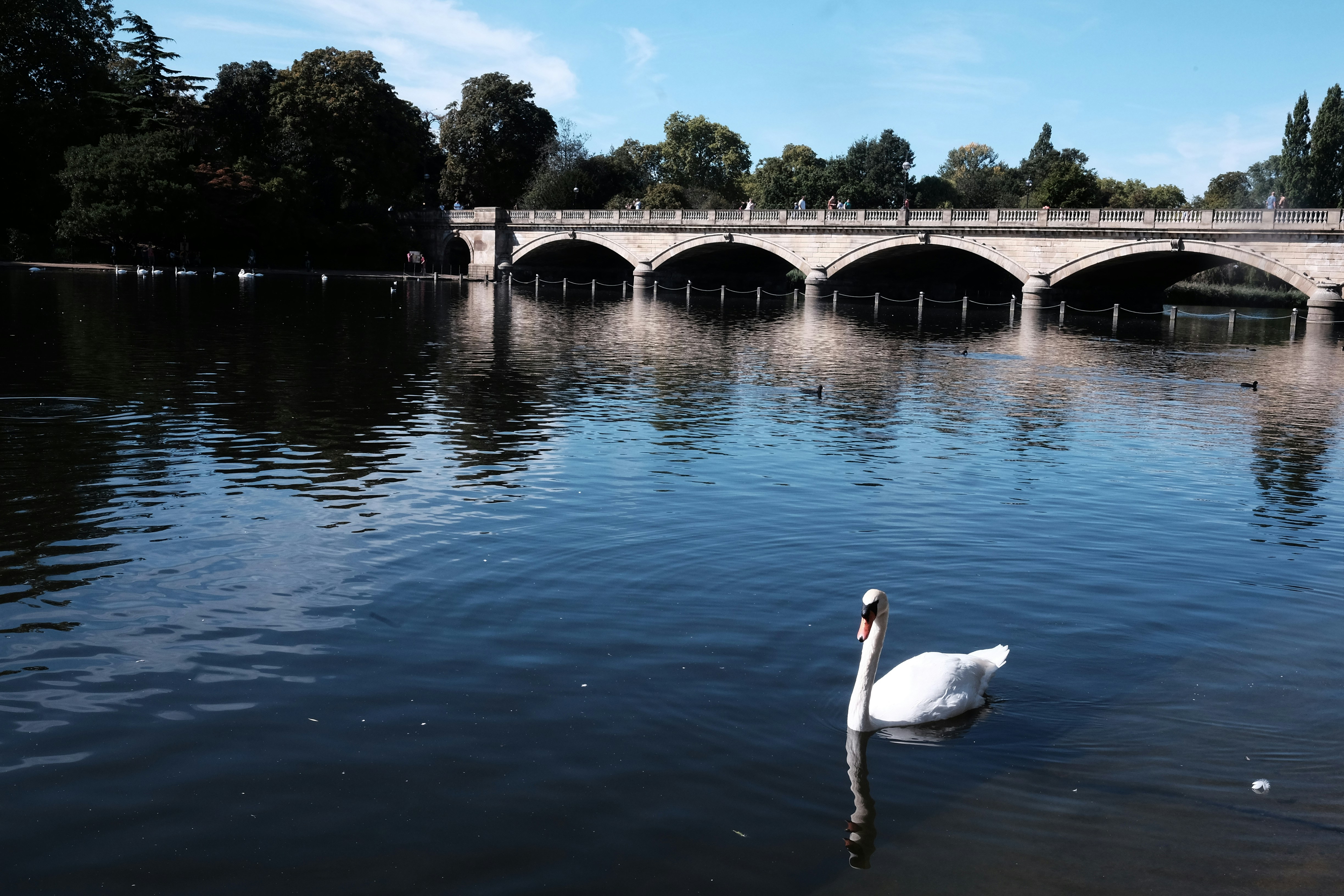 white swan on water near bridge during daytime