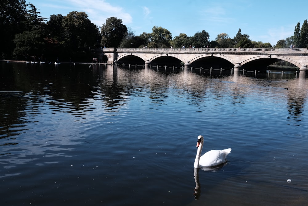white swan on water near bridge during daytime