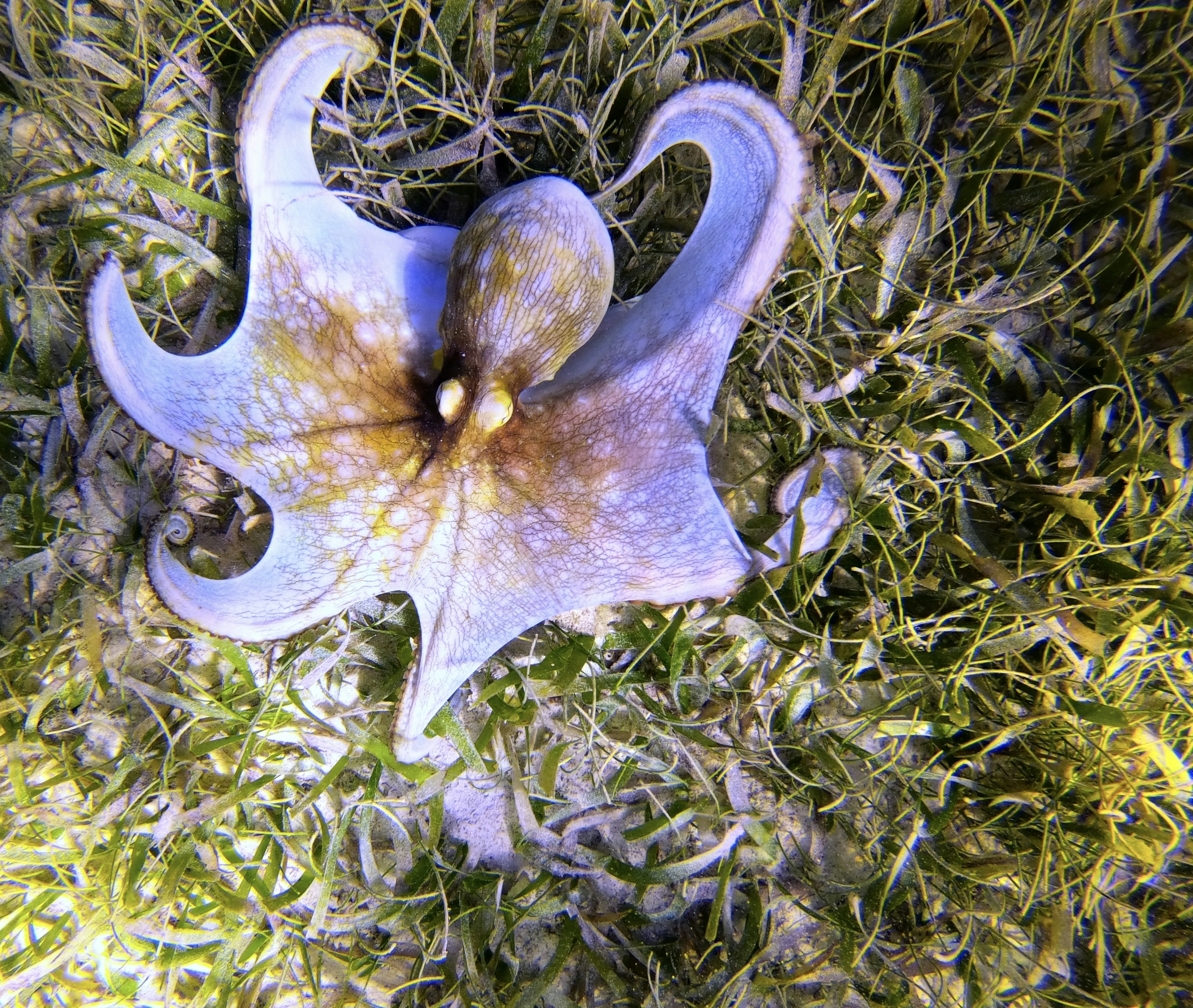 Octopus