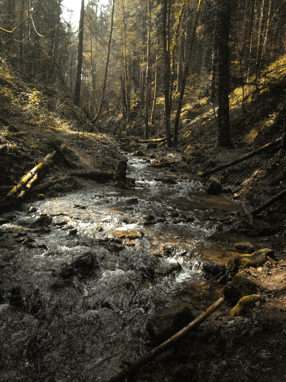 river in the middle of forest