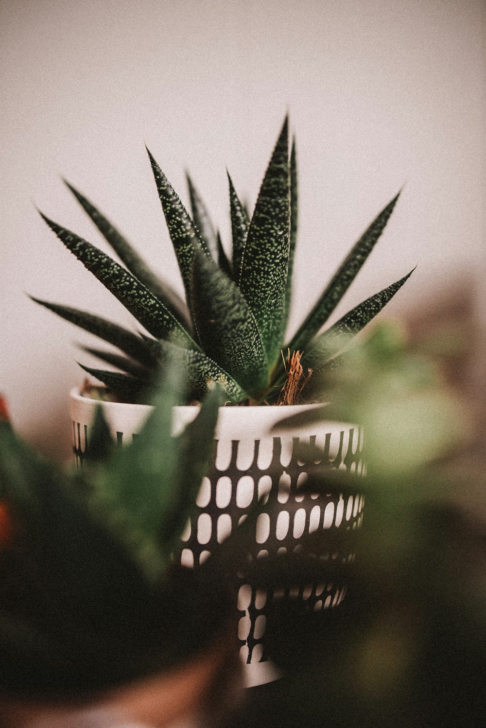 green plant in tilt shift lens