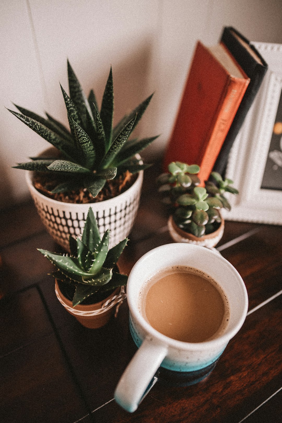 green cactus plant on white ceramic mug