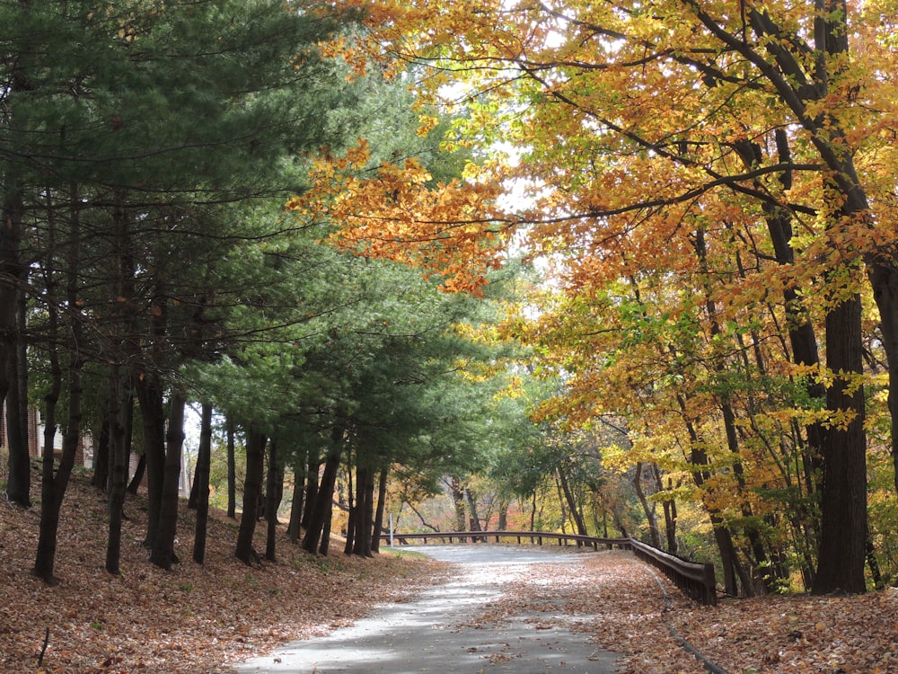 pathway between trees during daytime