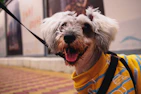 A joyful pet parent dressing their small dog with a cozy, handmade sweater outdoors.