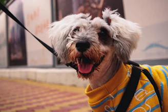 A cute small dog dressed in a colorful knitted sweater posing happily outdoors.