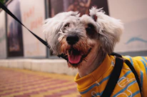 A happy dog wearing a vibrant handmade sweater, smiling outdoors.