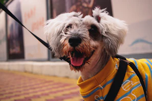 A cute small dog dressed in a colorful knitted sweater posing happily outdoors.