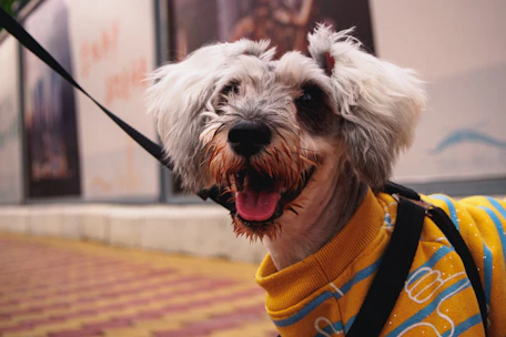 A happy dog wearing a custom-fitted vibrant sweater posing outdoors.
