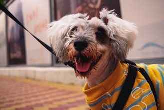 A happy dog wearing a colorful sweater in a sunny park.