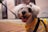A small dog with white, fluffy fur is wearing a colorful sweater and is on a leash. The dog has a happy expression with its mouth open, revealing its tongue. The background includes a blurred outdoor scene with some posters and patterns on the ground.