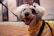 A happy small dog wearing a colorful handmade dress posing outdoors with a bright smile.