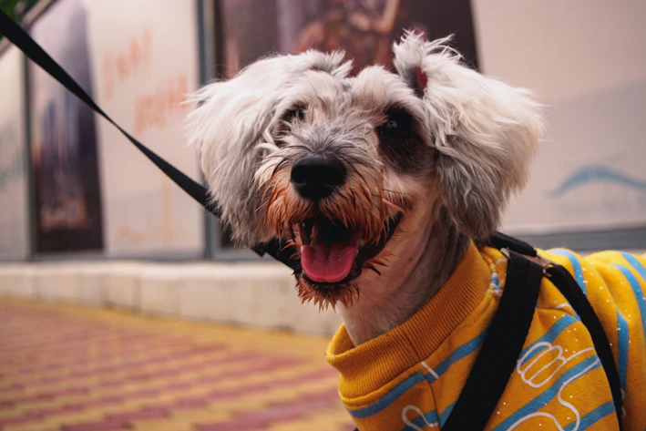 A cheerful dog wearing a colorful handmade sweater in a sunny park.