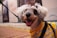 A small dog with white, fluffy fur is wearing a colorful sweater and is on a leash. The dog has a happy expression with its mouth open, revealing its tongue. The background includes a blurred outdoor scene with some posters and patterns on the ground.