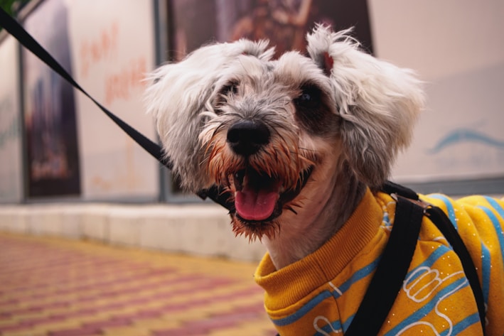 A happy dog wearing a colorful sweater in a sunny park.