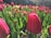 Close-up of vibrant red tulips blooming in a sunlit field.