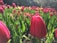 Close-up of vibrant red tulips swaying gently in a sunlit field.