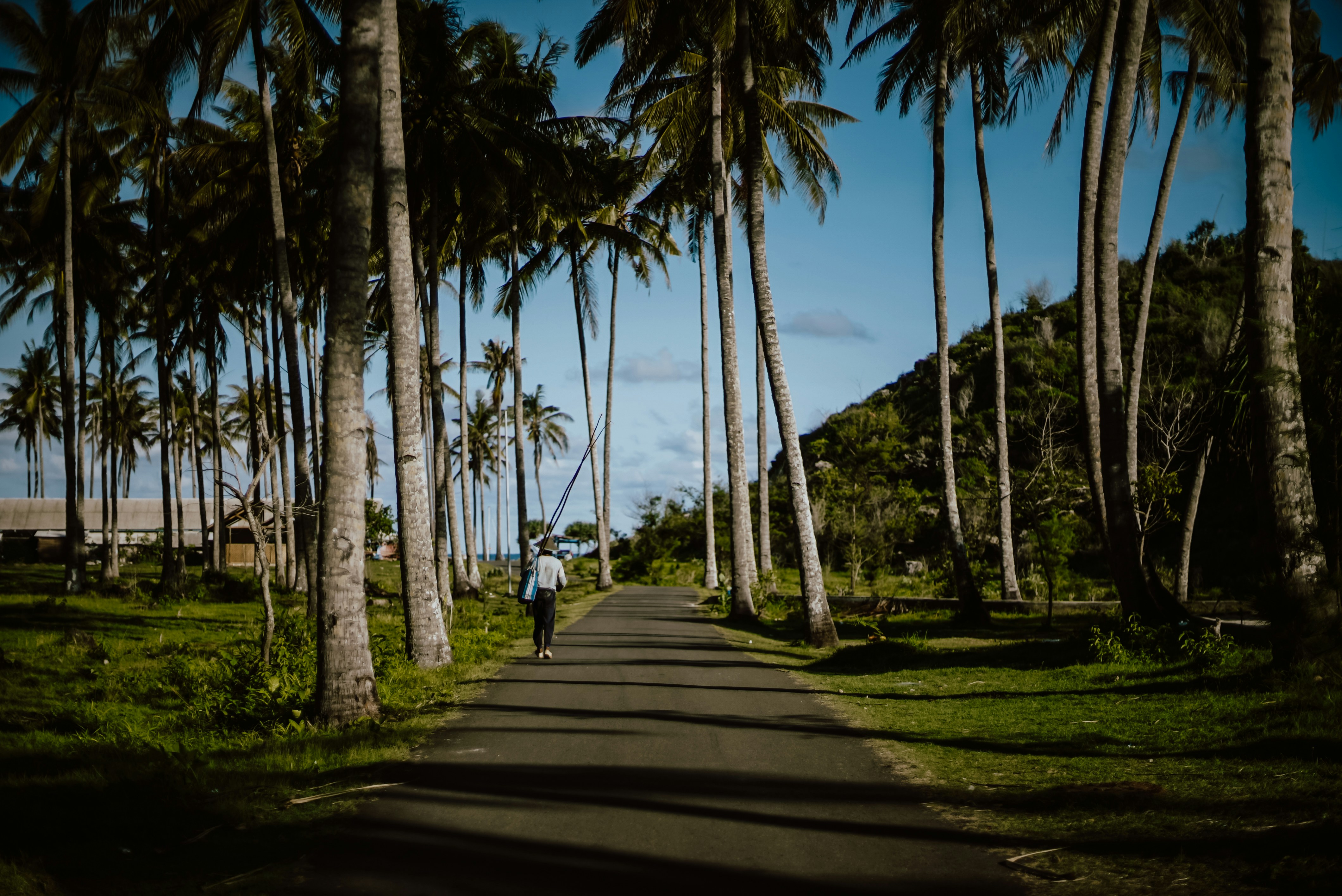 people walking on wooden pathway between green trees during daytime