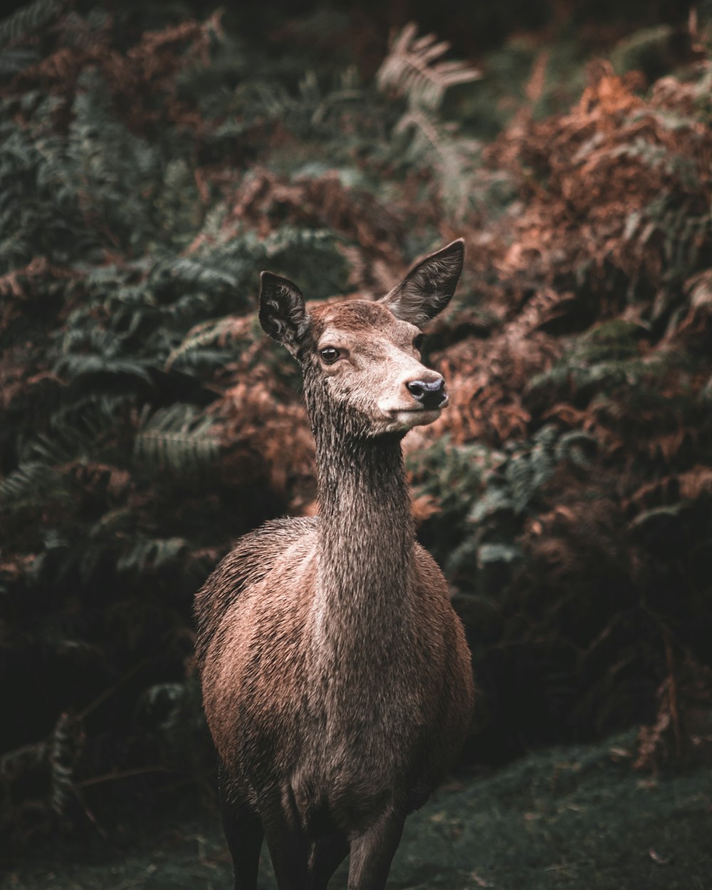 brown deer in forest during daytime