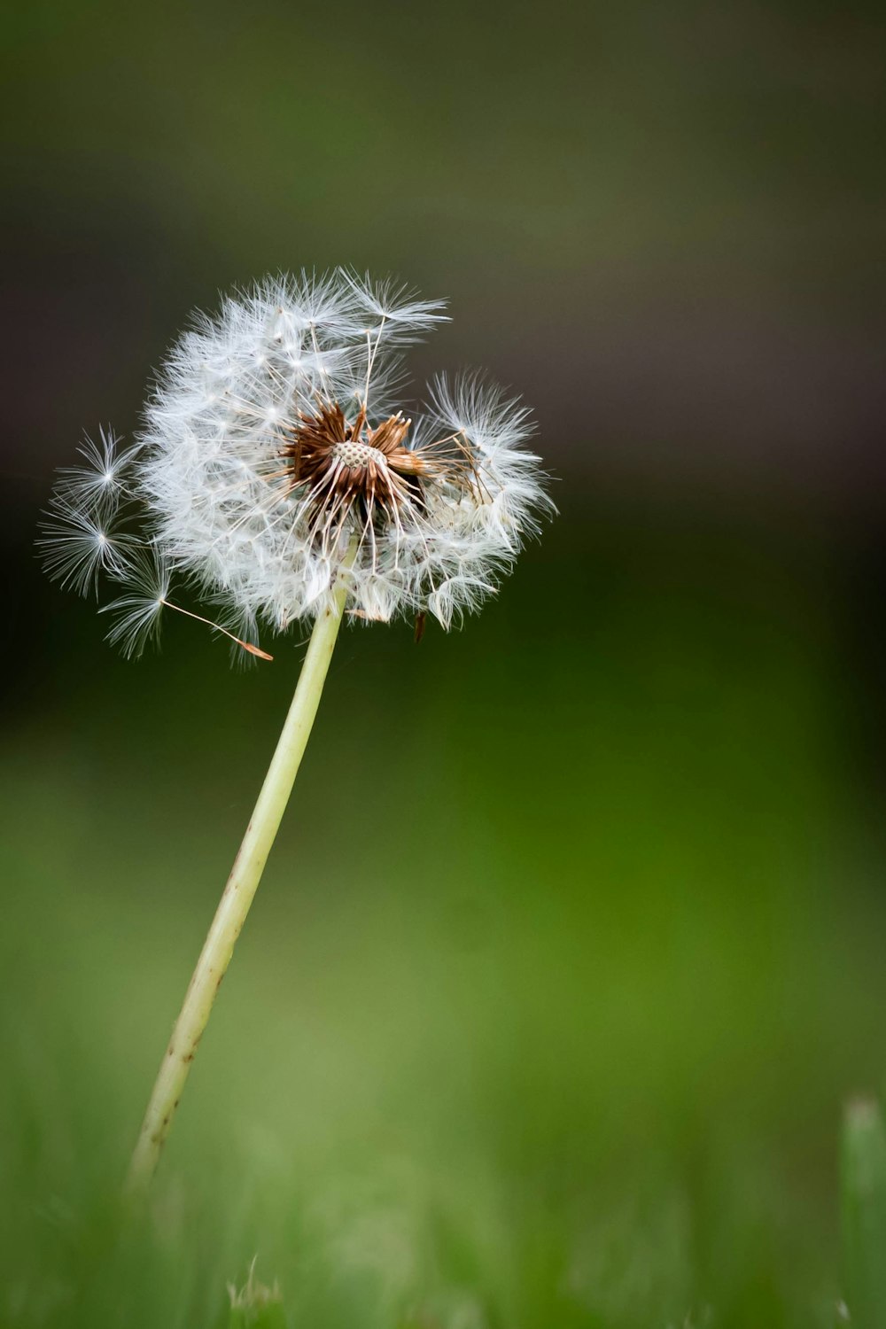 white dandelion in close up photography