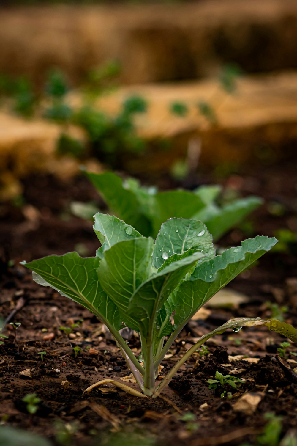 foglia verde su terreno marrone