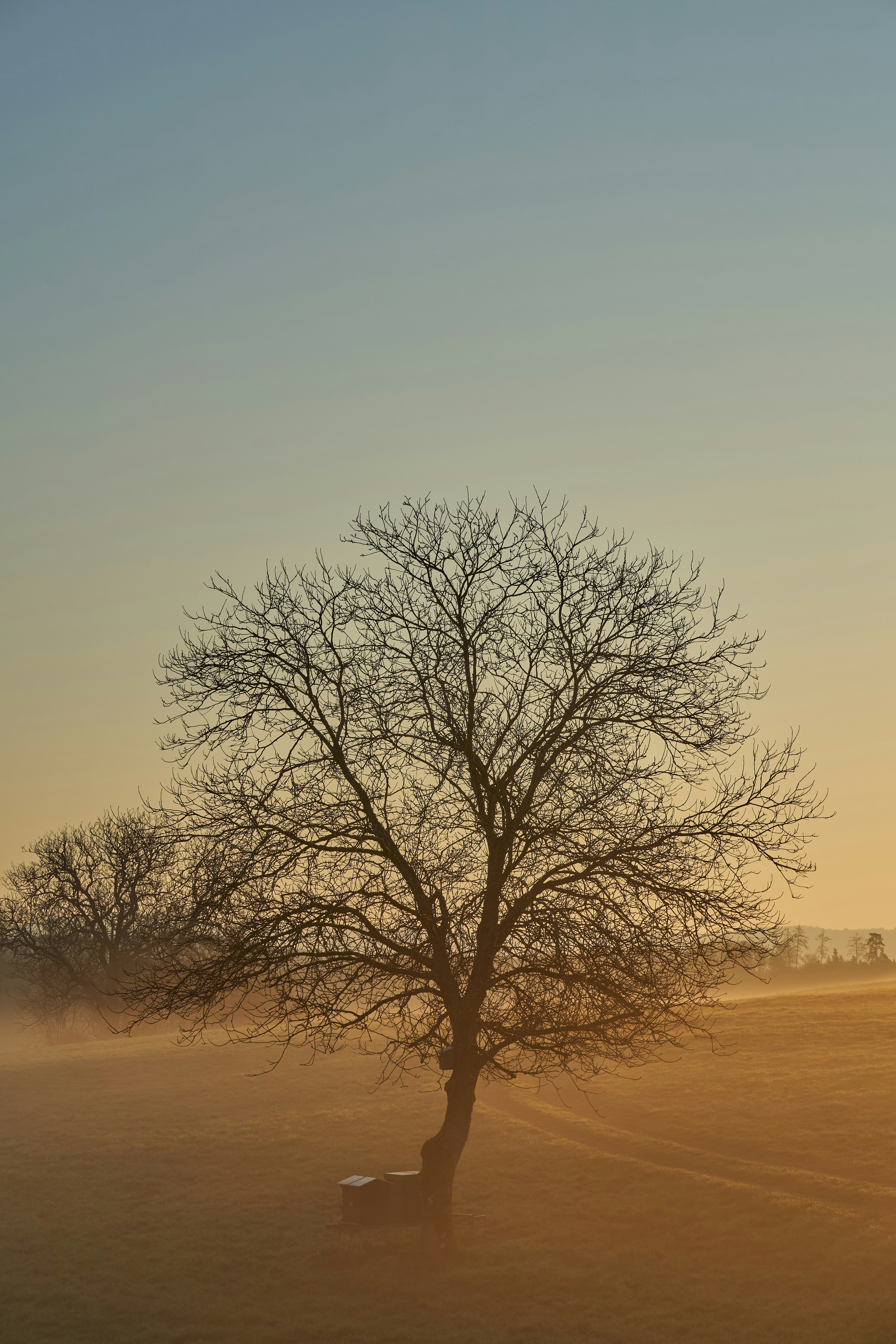 Photo by wolfgang_hasselmann