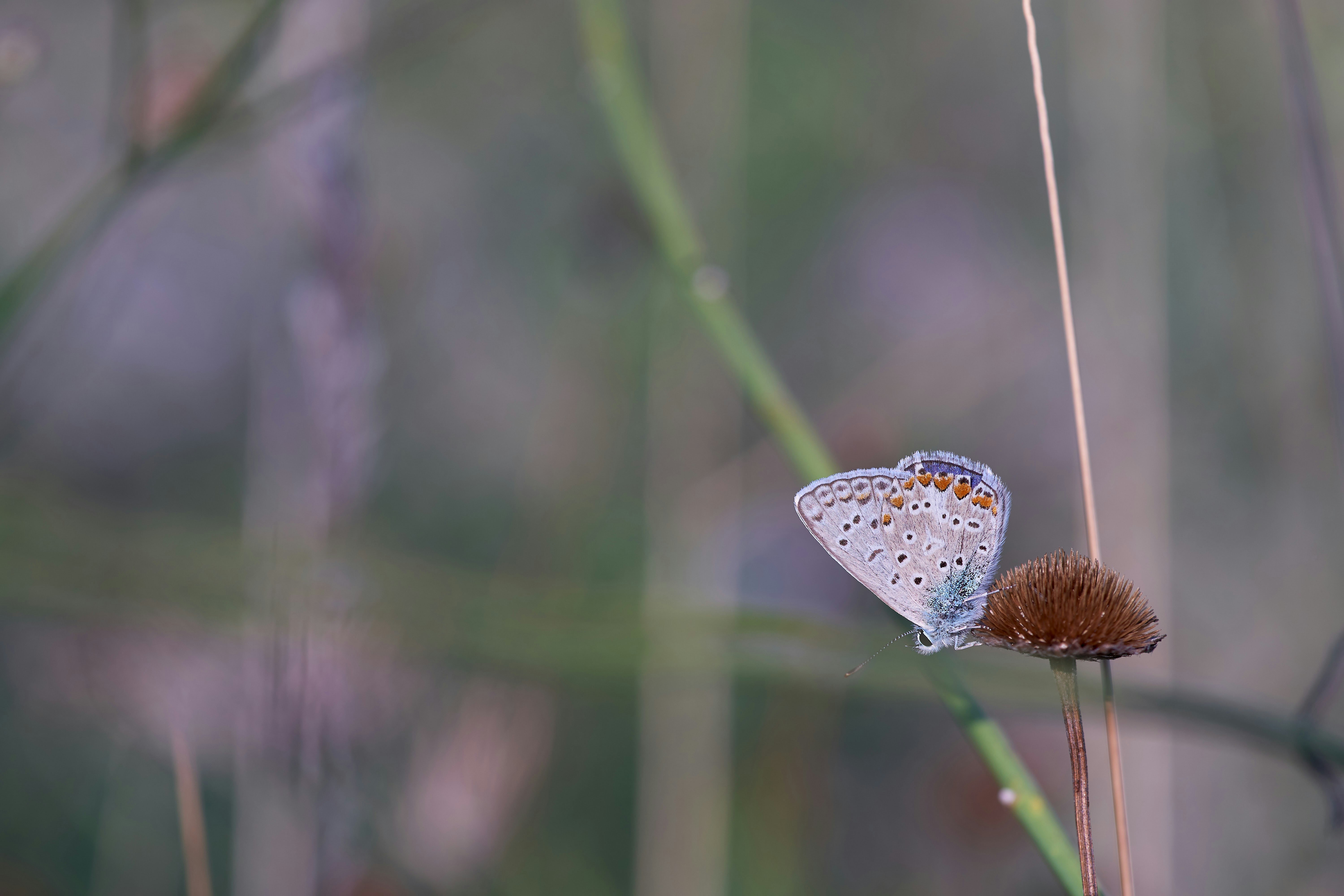 Photo by wolfgang_hasselmann