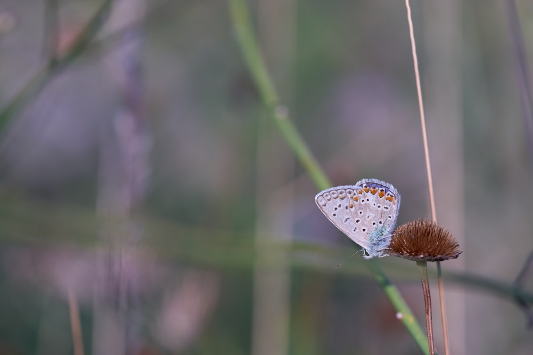 blue and white butterfly perched on brown plant stem in tilt shift lens