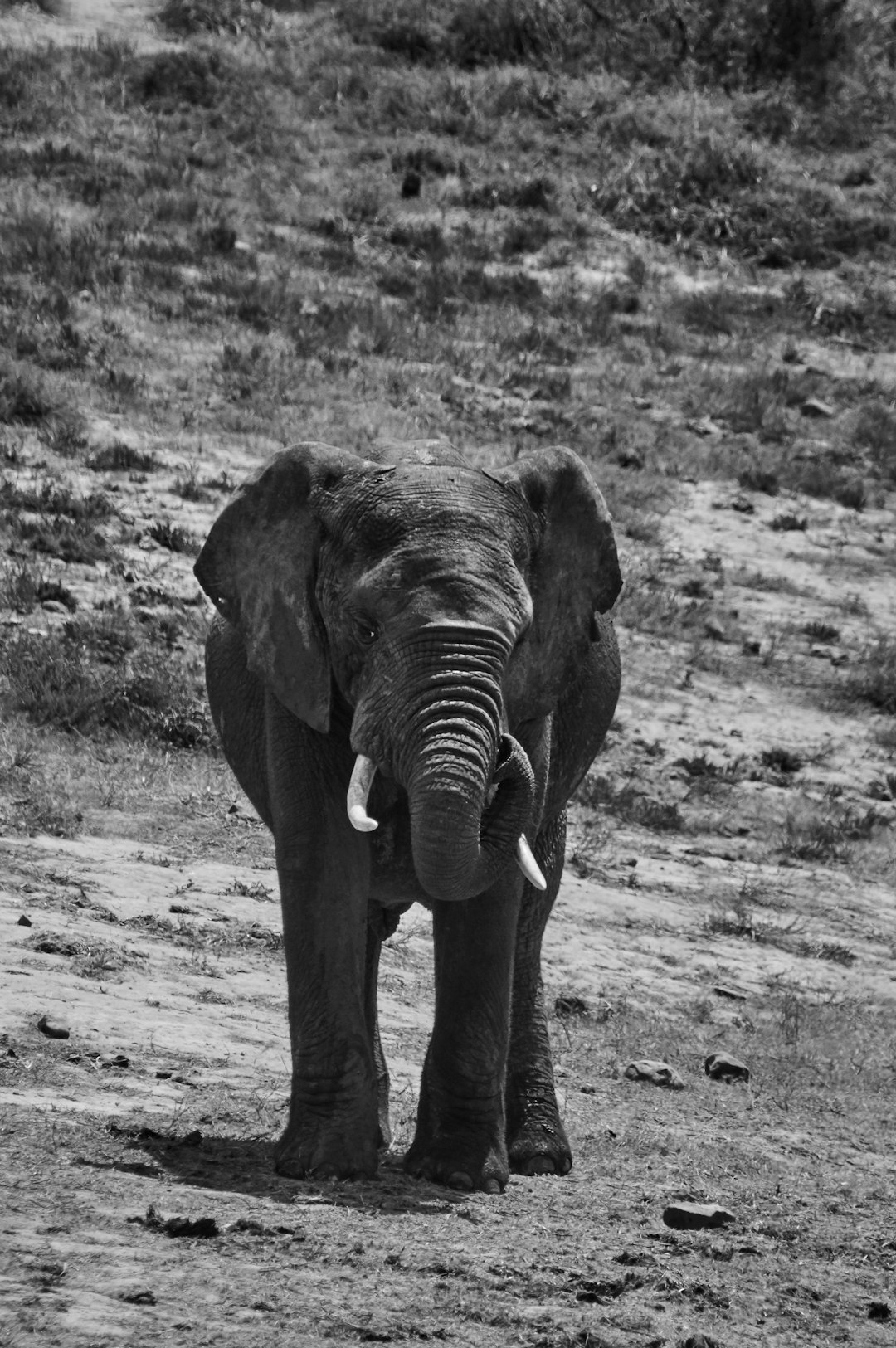 grayscale photo of elephant walking on field