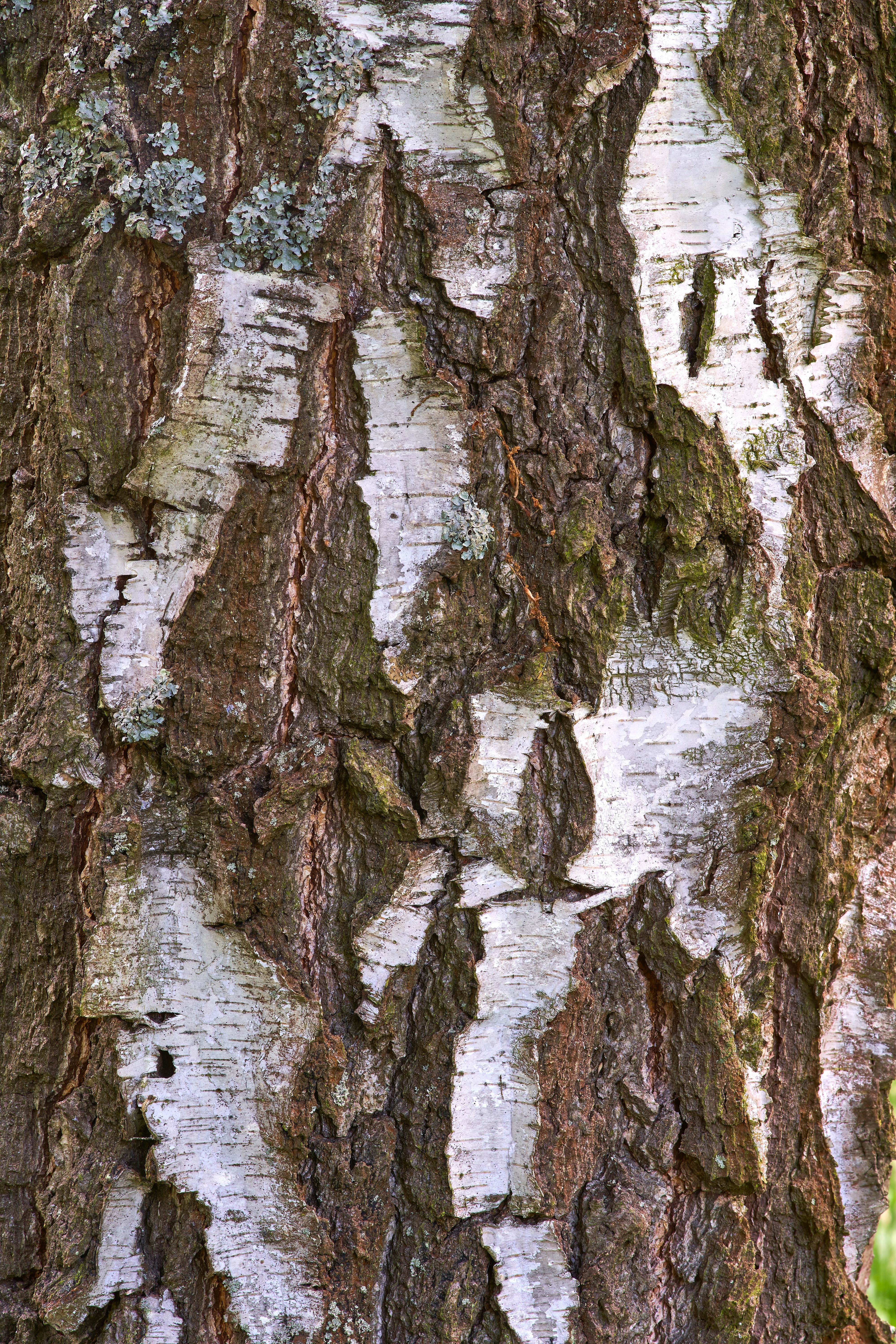 Photo by wolfgang_hasselmann