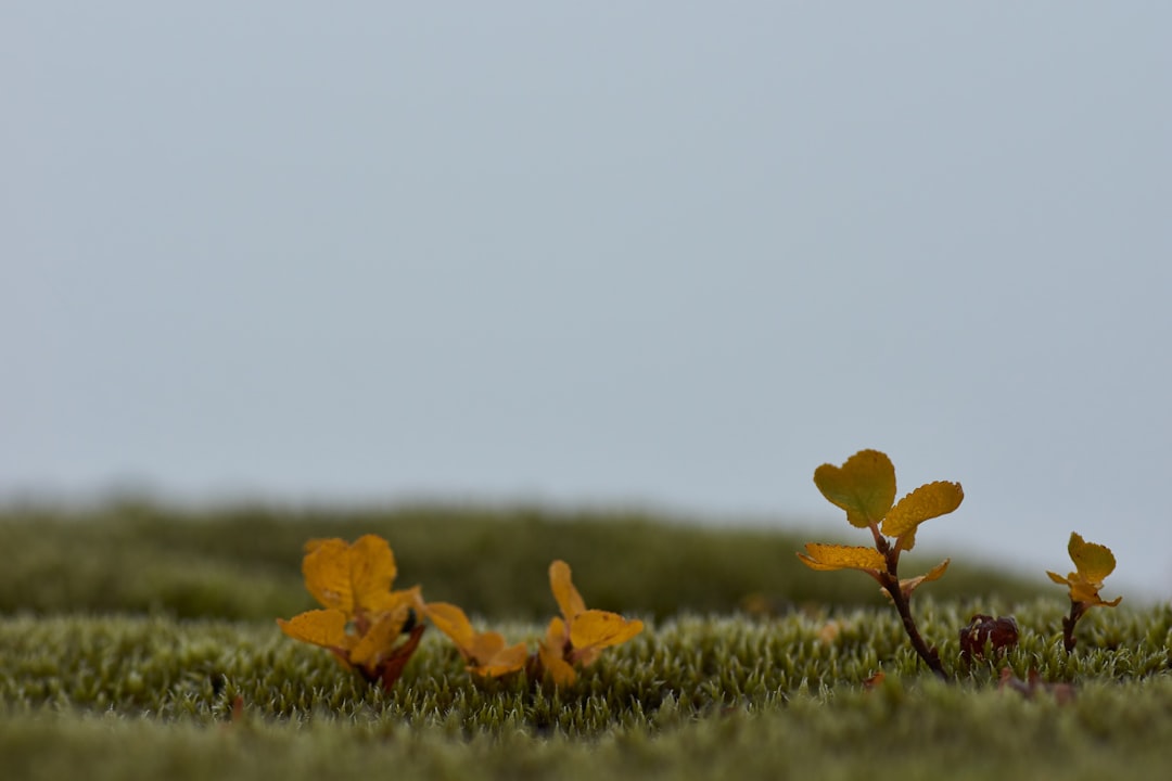 yellow leaves on green grass during daytime