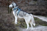 A Siberian Husky stands alert on a natural path surrounded by dry grass and sparse vegetation. Its harness is blue and contrasts with its thick gray and white fur. The background is slightly blurred, indicating a focus on the dog.