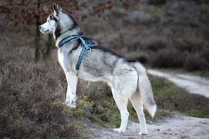 A Siberian Husky stands alert on a natural path surrounded by dry grass and sparse vegetation. Its harness is blue and contrasts with its thick gray and white fur. The background is slightly blurred, indicating a focus on the dog.