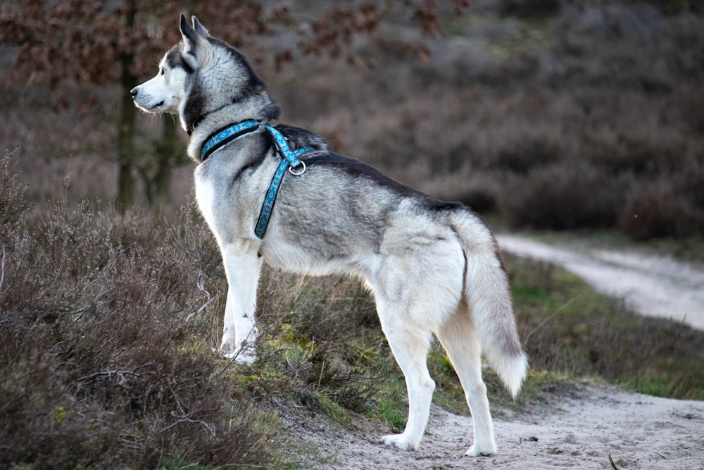 white and black siberian husky on green grass during daytime