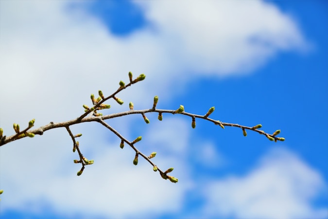 A budding branch extends across a blue sky with soft, white clouds, indicating the onset of spring.
