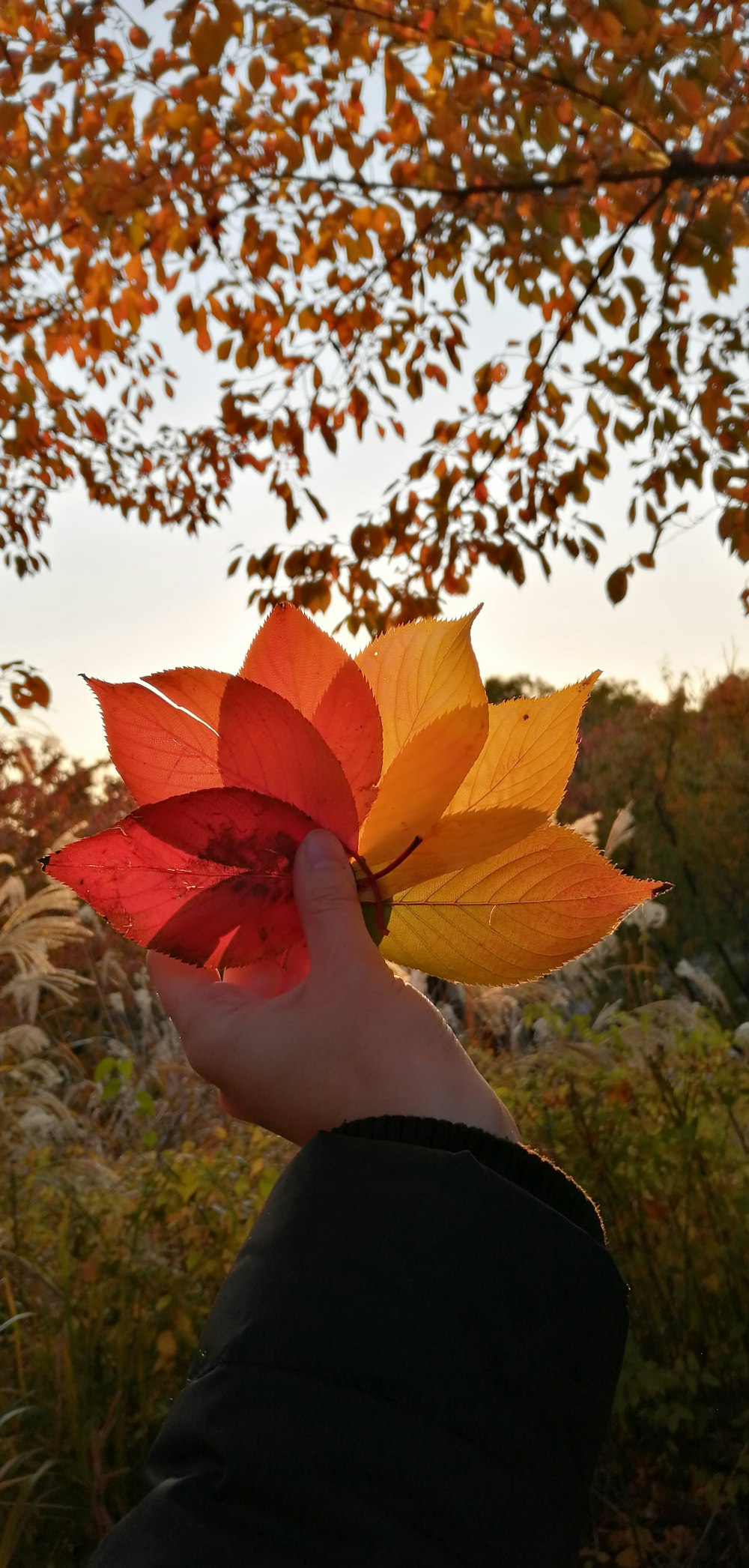 person holding yellow and red leaves