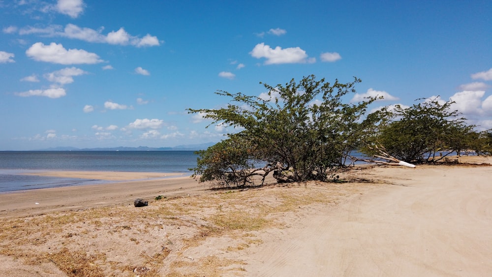 green tree on brown sand near sea under blue sky during daytime