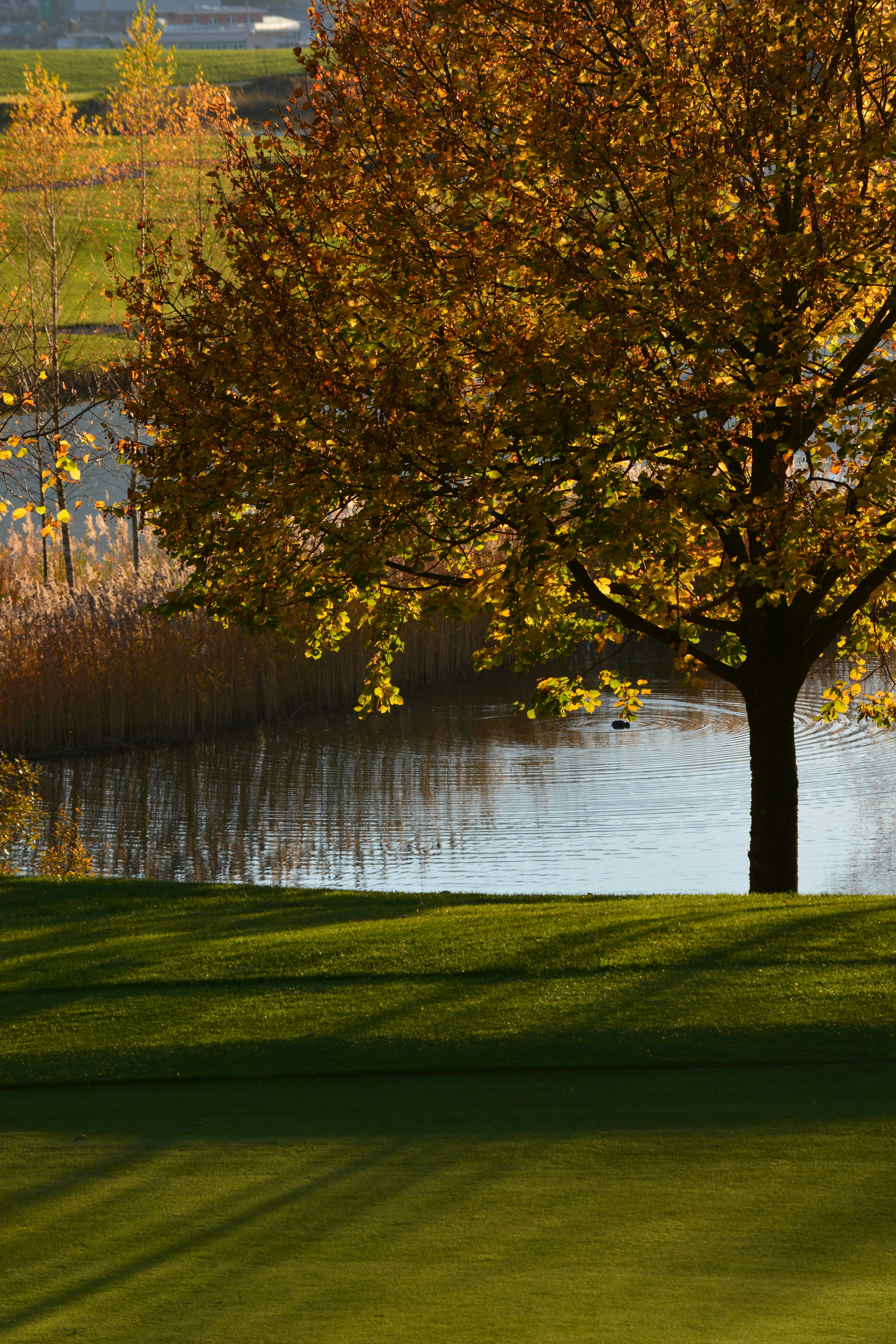 Photo by pedrino5_official