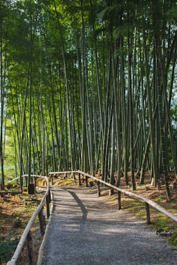 A serene stone pathway winding through a bamboo grove at the retreat, dappled with soft sunlight.