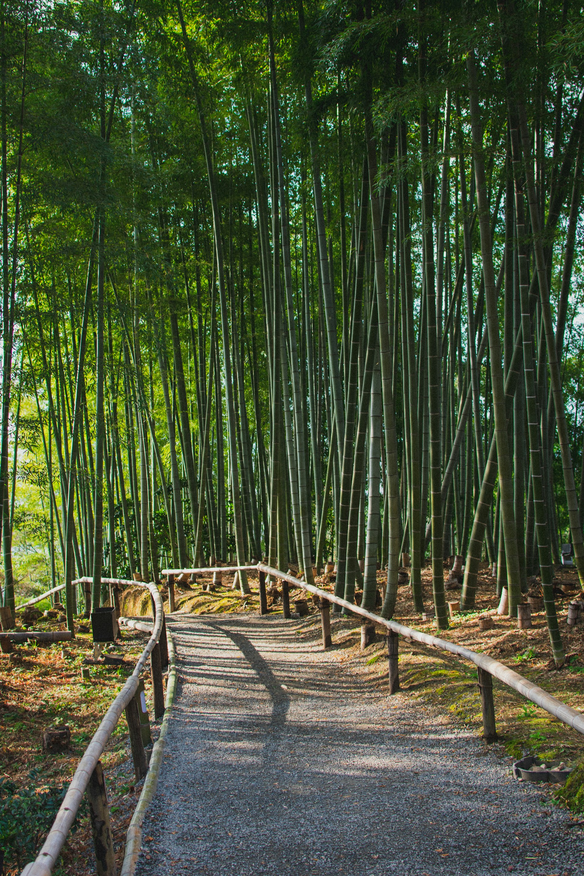 brown wooden pathway in the middle of green trees