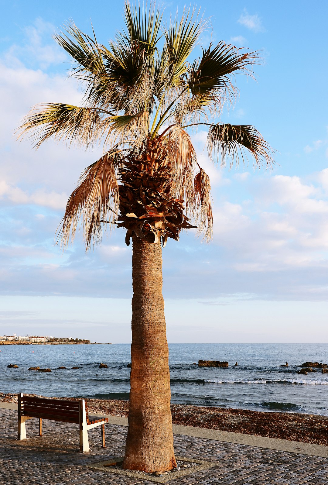 Palm Tree on Promenade