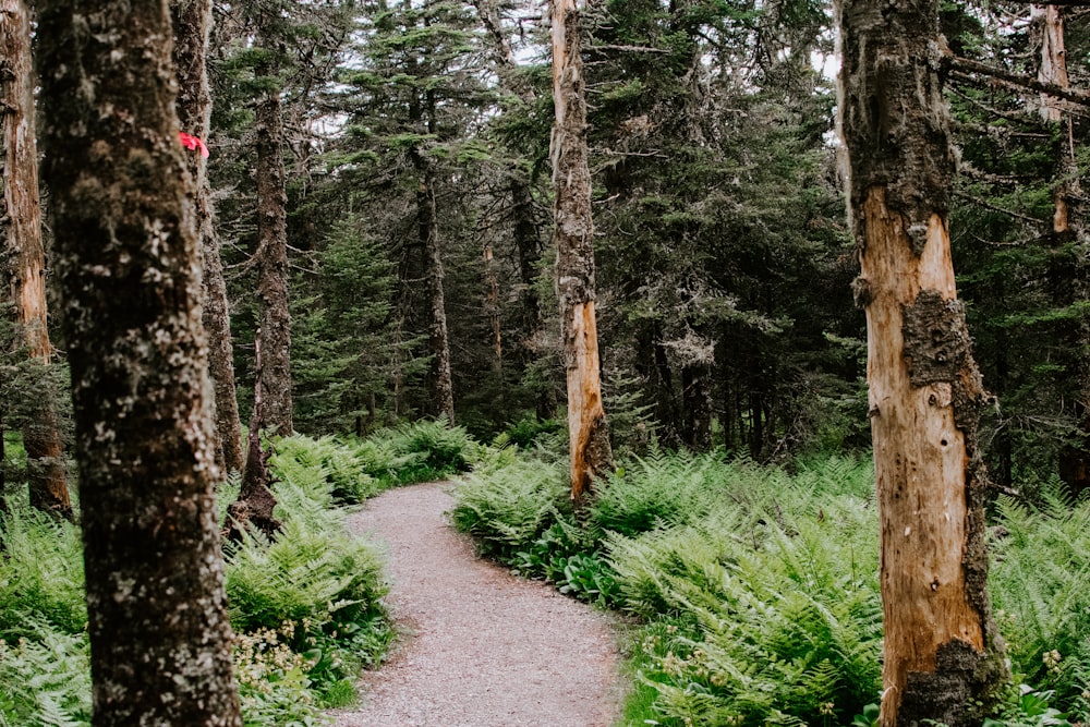 pathway between green grass and trees