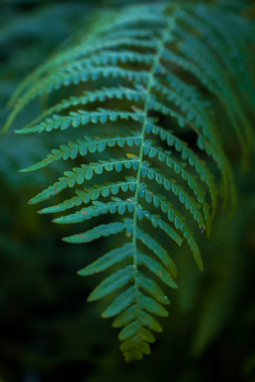 green leaf plant in close up photography