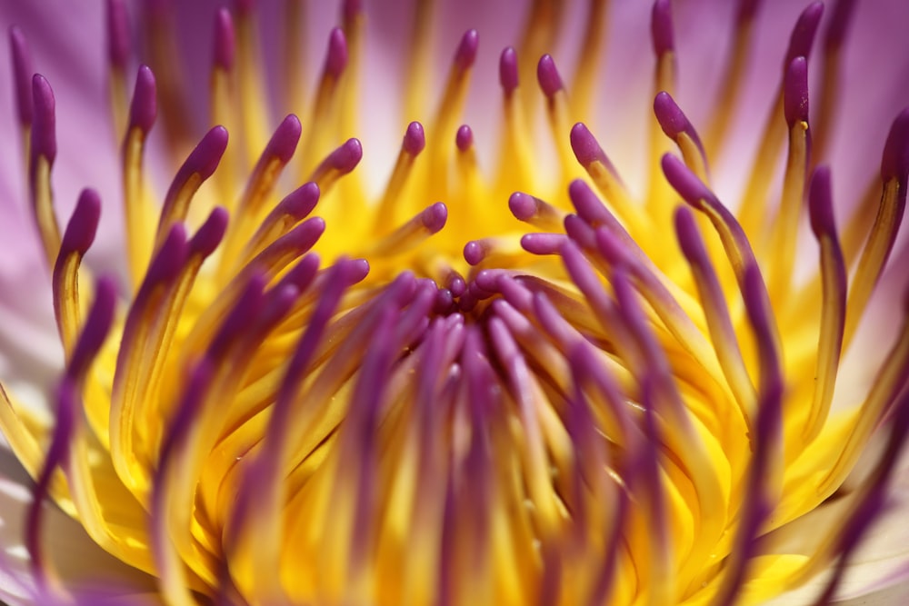 yellow and purple flower in macro photography