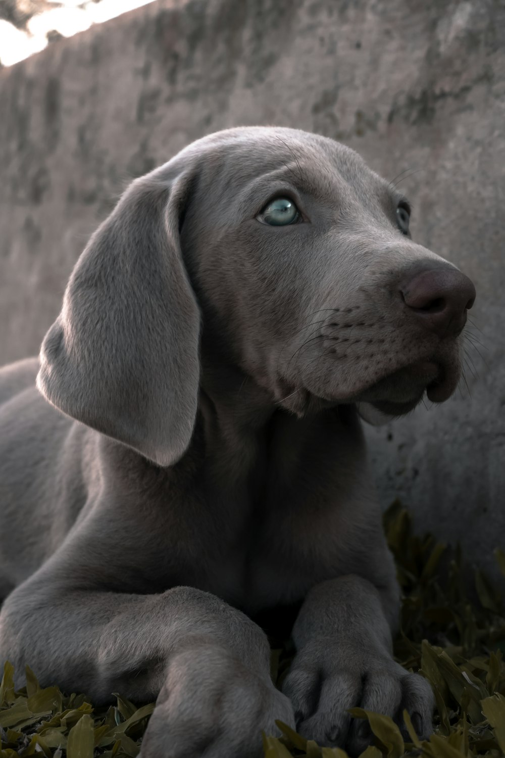 gray short coated dog lying on gray concrete floor