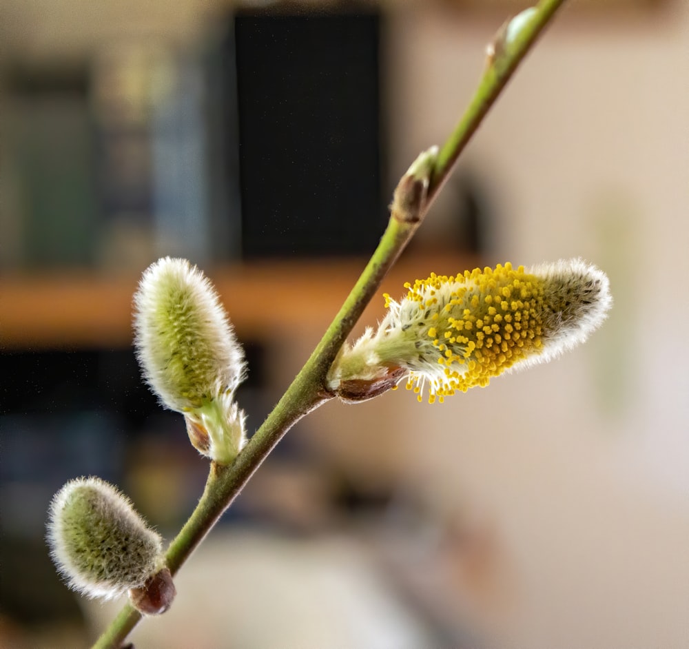 white and green flower bud in tilt shift lens