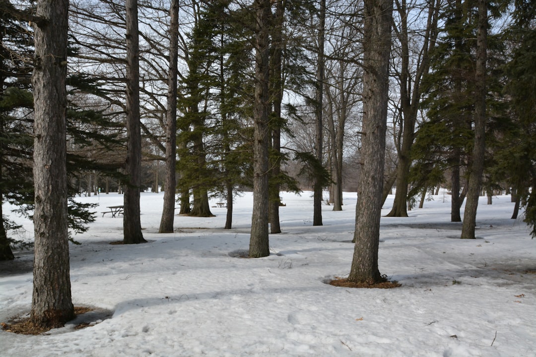 Forest photo spot Montréal Mount Royal