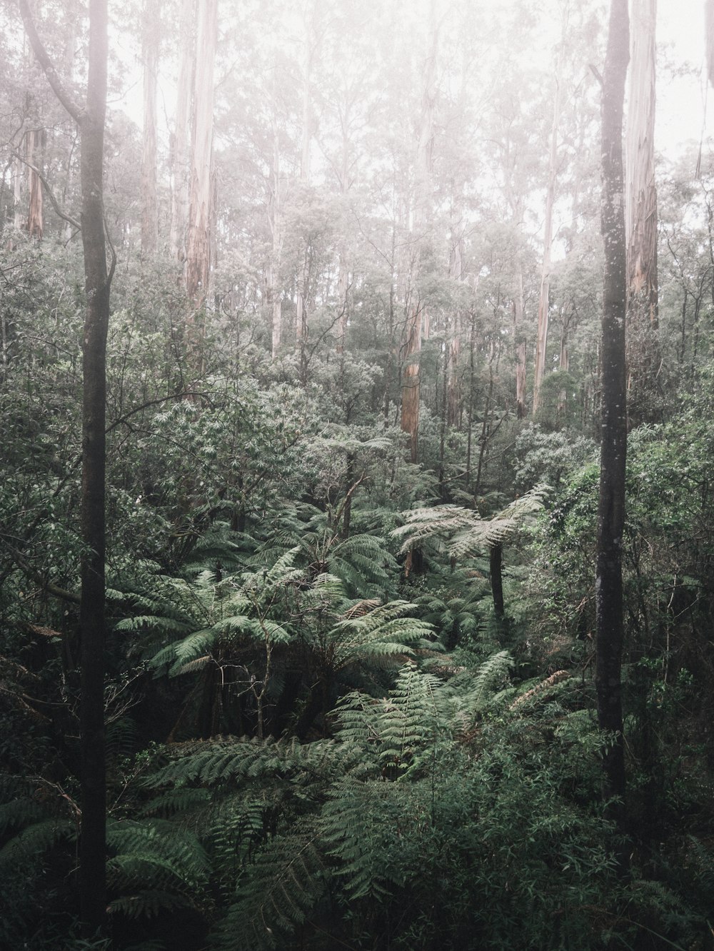 green plants and trees during daytime