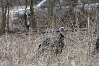 A wild turkey standing amidst dry, tall grass in a wooded area with bare trees. The scene is natural and seemingly undisturbed, providing a habitat-focused view.