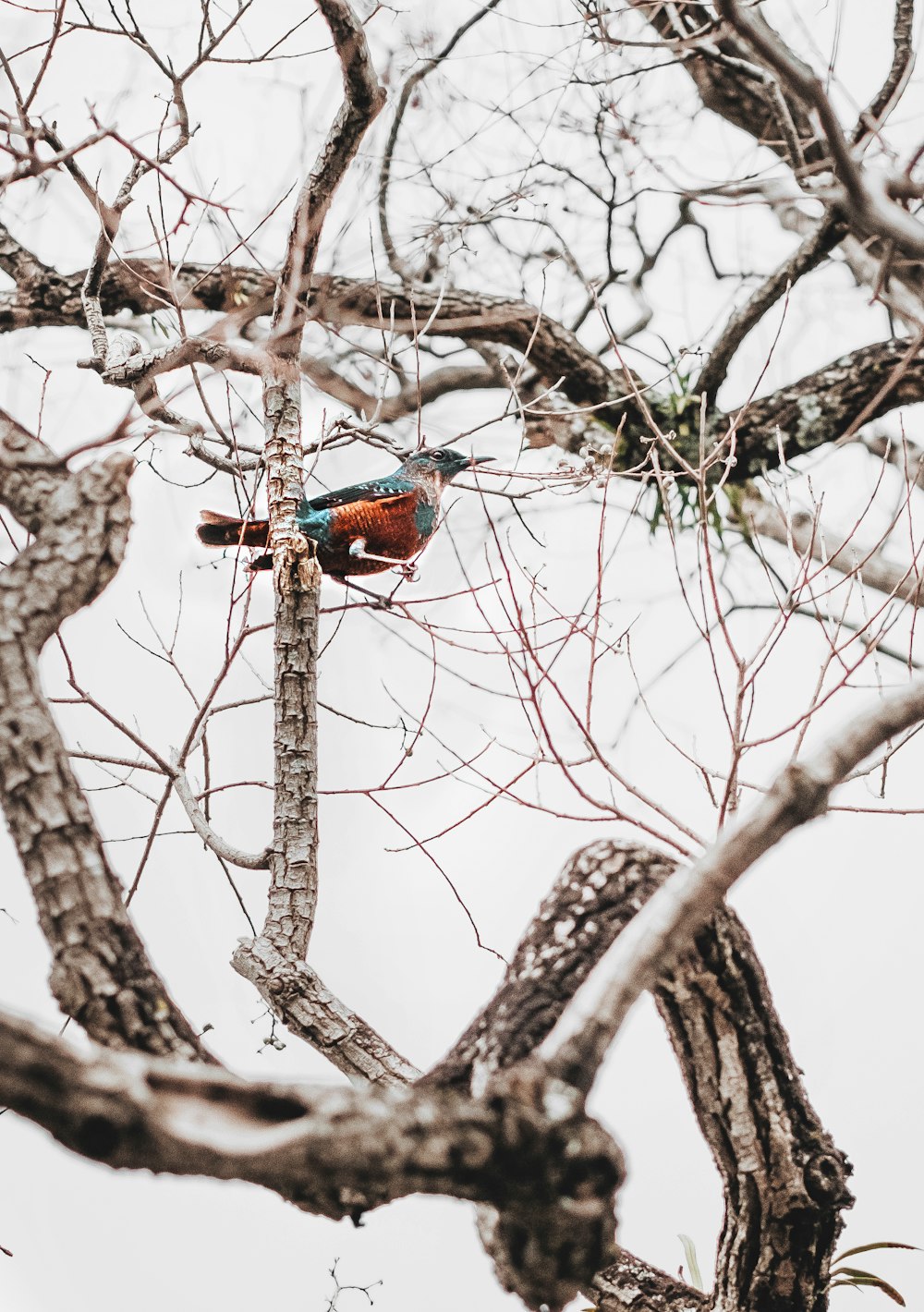 blue and red bird on brown tree branch