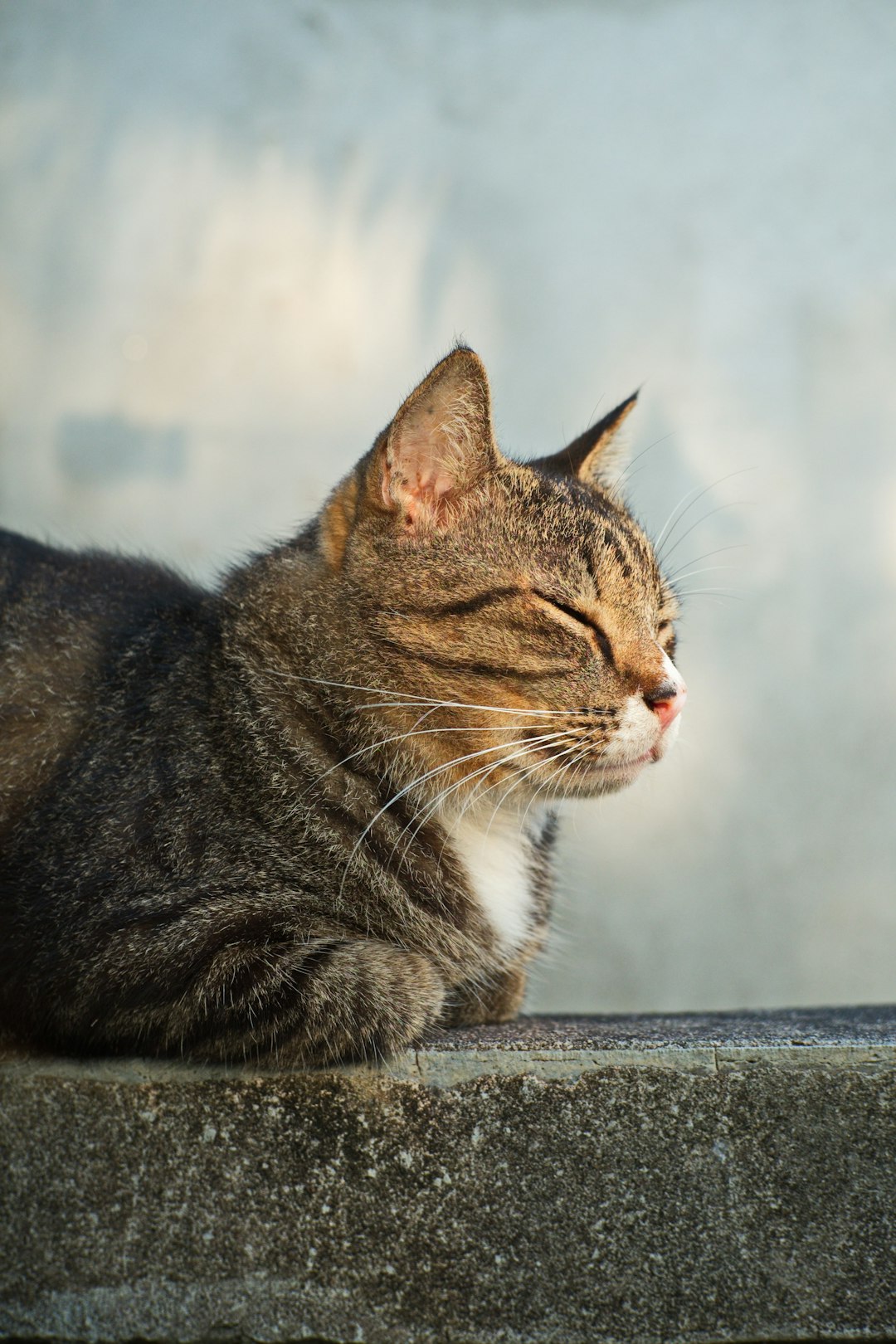 brown tabby cat on black concrete floor